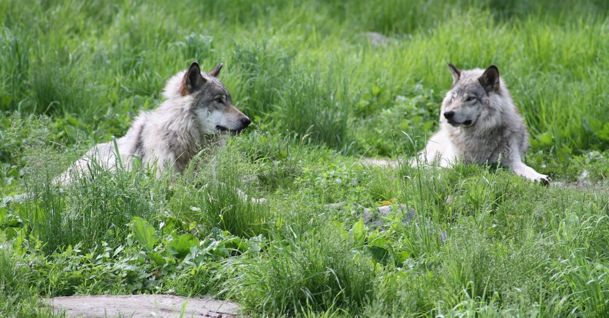 découvrez le monde fascinant des loups, en explorant leurs structures sociales complexes, leurs techniques de chasse et le rôle essentiel qu'ils jouent dans le maintien de l'équilibre écologique. découvrez leurs comportements, leurs méthodes de communication et les efforts de conservation visant à protéger ces créatures majestueuses.