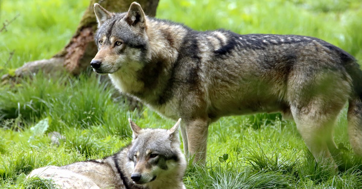 discover the fascinating world of wolves, their social structures, hunting strategies, and significant role in the ecosystem. learn about their behavior, communication, and the challenges they face in the wild.